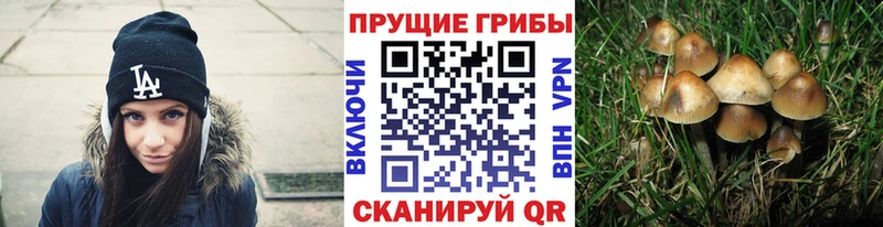где найти наркотики  Осинники  Псилоцибиновые грибы прущие грибы 
